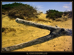 O - Il coccodrillo